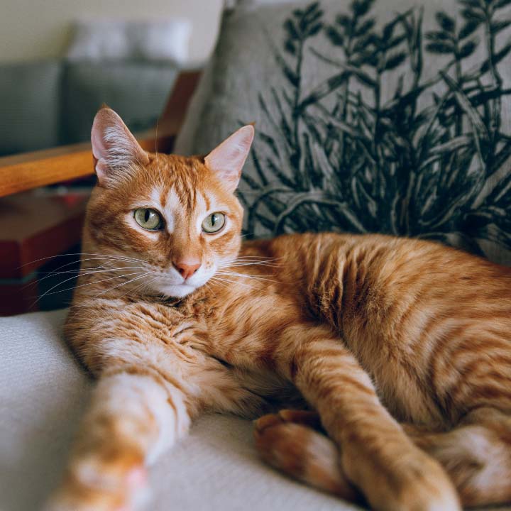 Good Cat