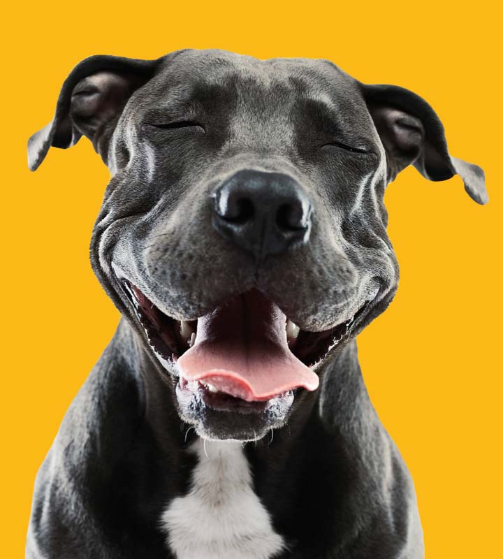 Good Dog